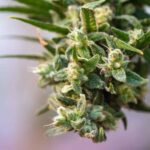Minnesota Regulators Destroy $278,000 Worth of Cannabis Flower