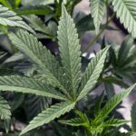 Lamont puts CT’s distribution of marijuana social equity funds on hold