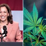 Kamala Harris Admits 'I Inhaled' Marijuana And Now Pushes For Legalization: What This Means For 2024 Elections