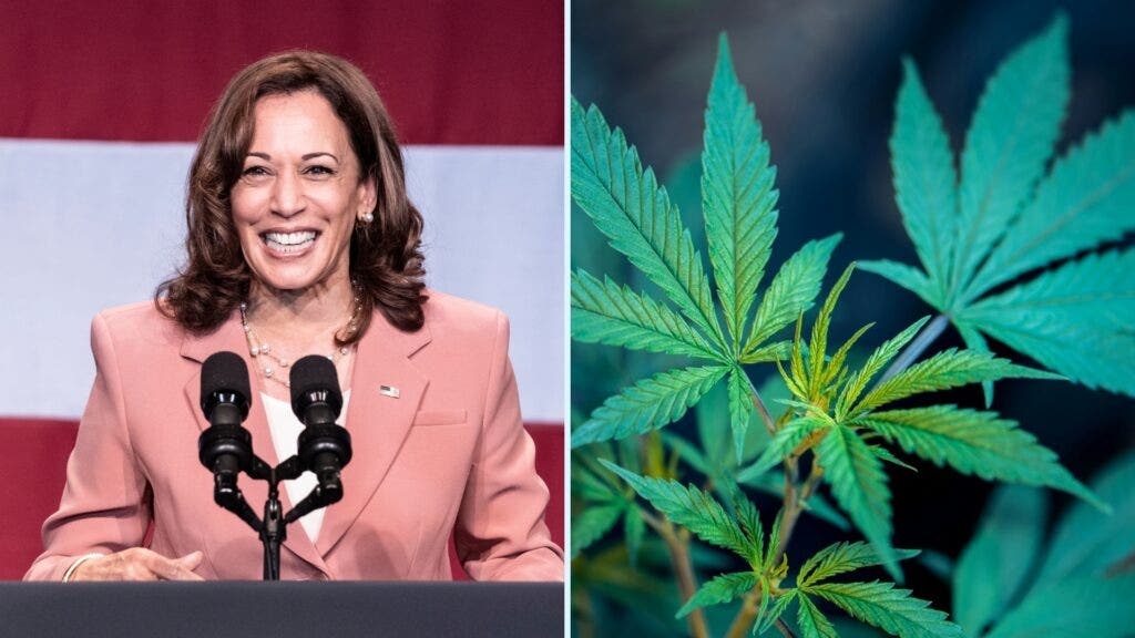 Kamala Harris Admits 'I Inhaled' Marijuana And Now Pushes For Legalization: What This Means For 2024 Elections