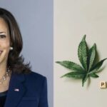 Kamala Harris' Prospective VP Picks All Seem To Support Cannabis Legalization: 6 Names In The Mix