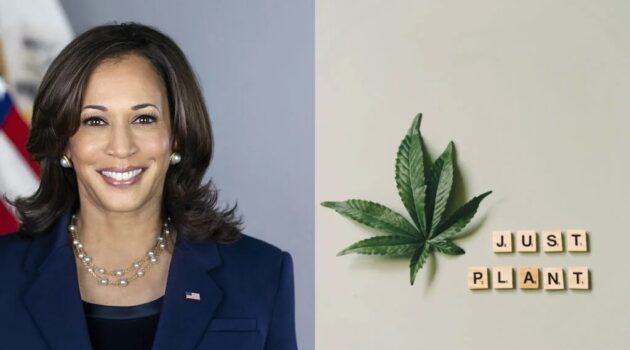 Kamala Harris' Prospective VP Picks All Seem To Support Cannabis Legalization: 6 Names In The Mix