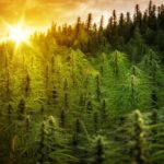 German Cannabis Producer Demecan Can Grow Unlimited Amounts Of Marijuana, Sees Strong Revenue Growth