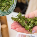 Cannabis Sales Without Lab Testing Now Legal In Guam