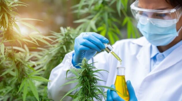 Maine's Medical Marijuana Law Does Not Require Lab Testing, Public Health Advocates Want That To Change
