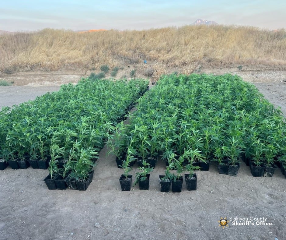 Over 1,000 marijuana plants seized during I-5 traffic stop near Weed