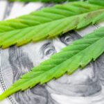 Marijuana industry finds it’s easier to grow cannabis than capital