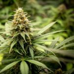 Growin’ Your Own New Regulations for Cannabis Cultivation