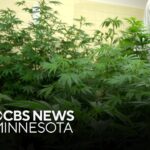 Majority of pre-approval applicants for cannabis business license do not live in Minnesota