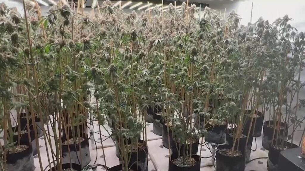 Man sought in shooting at illegal cannabis grow in Mendocino County