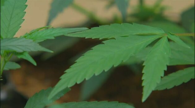 Rolling in green: Ohio's first week of legal weed wraps up with big bucks