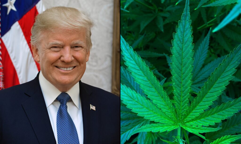 Trump Says He Agrees People Should Not Be Criminalized Over Marijuana As More States Legalize