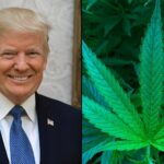 Trump Says He Agrees People Should Not Be Criminalized Over Marijuana As More States Legalize