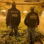 Workers at Maine’s illegal cannabis grow sites report signs of human trafficking