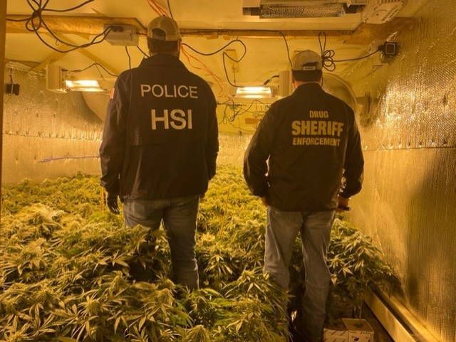 Workers at Maine’s illegal cannabis grow sites report signs of human trafficking