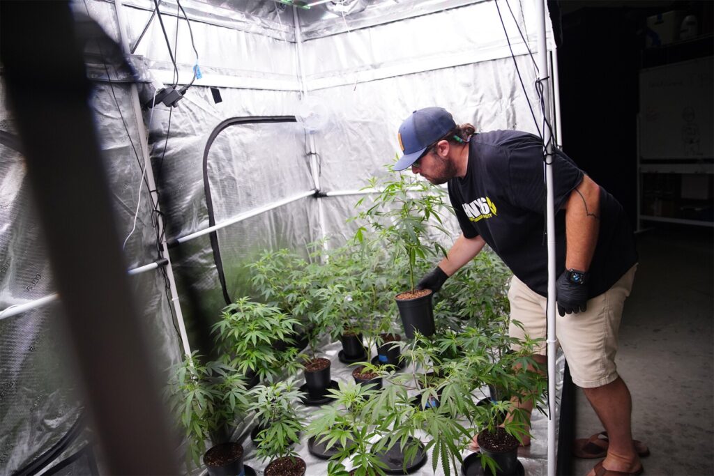 Grow your own pot? What you need to know when it comes to cultivating cannabis