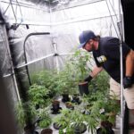 Grow your own pot? What you need to know when it comes to cultivating cannabis