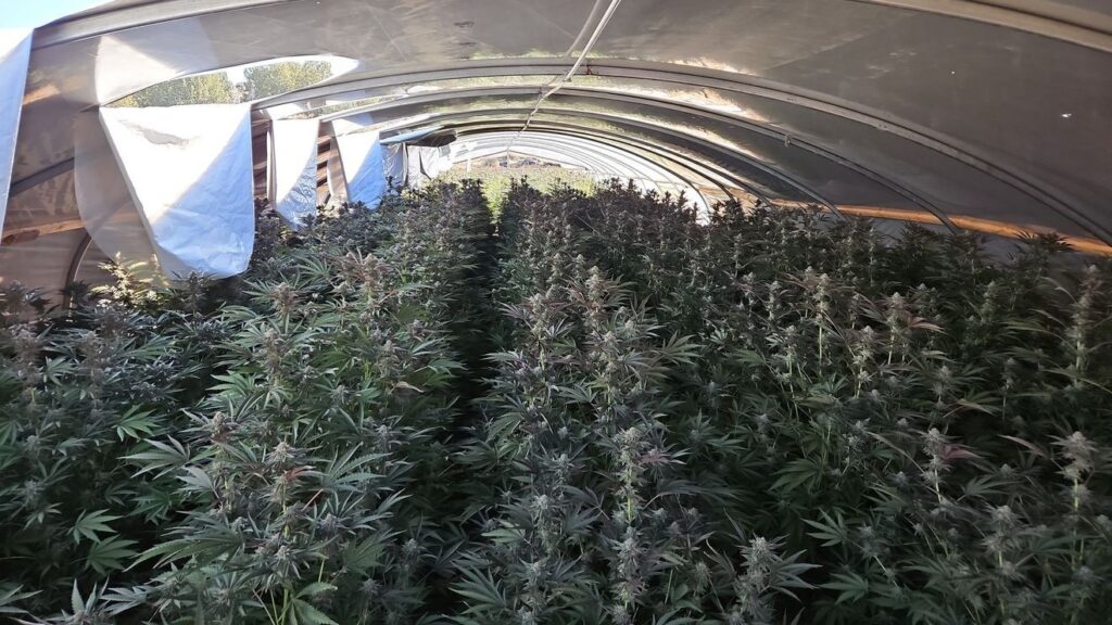 Lassen County Sheriff's Office eradicates 10,000 illegal marijuana plants, no arrests made