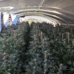 Lassen County Sheriff's Office eradicates 10,000 illegal marijuana plants, no arrests made