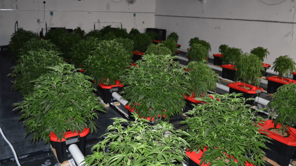 State police arrest eight after investigation into illegal marijuana grow operation