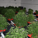 State police arrest eight after investigation into illegal marijuana grow operation