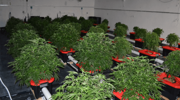 State police arrest eight after investigation into illegal marijuana grow operation