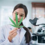 Marijuana Users Had Better Covid-19 Outcomes, New Study Shows