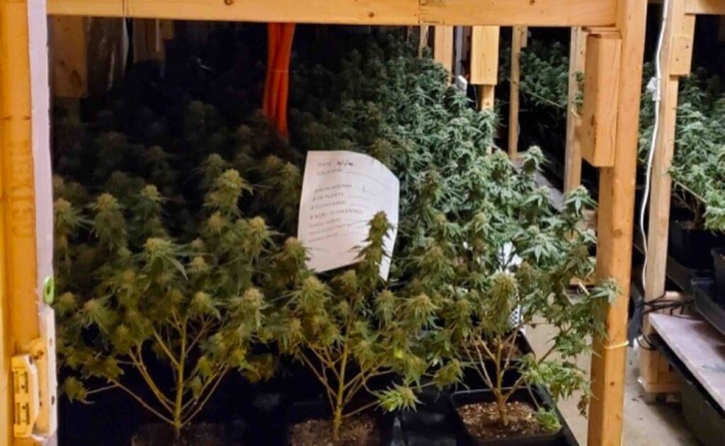 Black market marijuana cultivation in Maine is a big deal