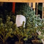 Black market marijuana cultivation in Maine is a big deal