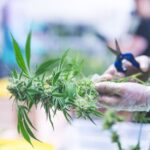 Cannabis Workers Now Outnumber These Industries