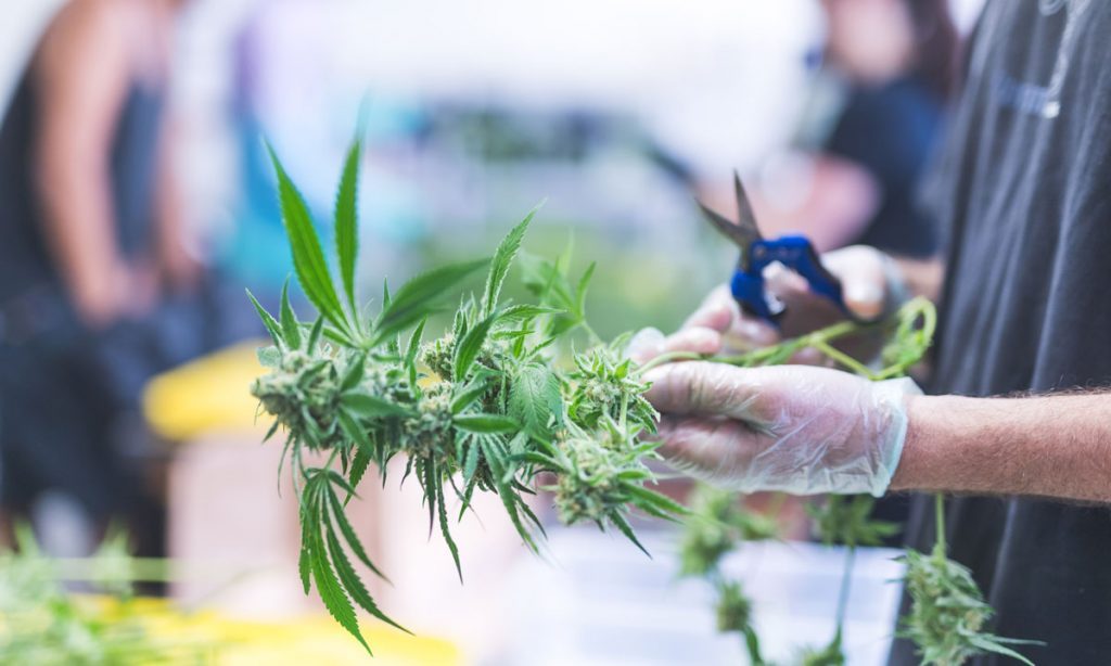 Cannabis Workers Now Outnumber These Industries