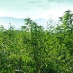 Republican Senator Introduces Bill to Redefine Hemp to 1% THC