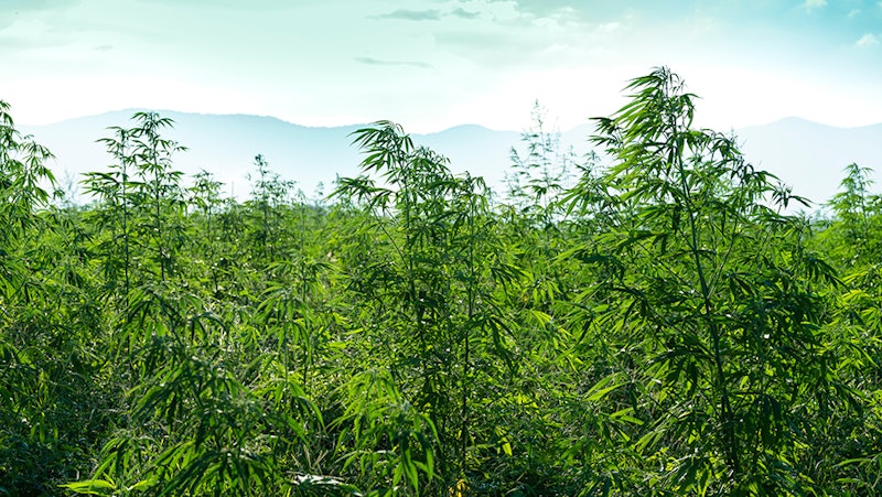 Republican Senator Introduces Bill to Redefine Hemp to 1% THC