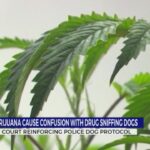 Hemp and marijuana cause confusion with drug-sniffing dogs