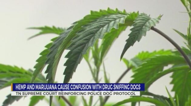 Hemp and marijuana cause confusion with drug-sniffing dogs