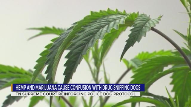 Hemp and marijuana cause confusion with drug-sniffing dogs