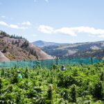 Almost One in Five Colorado Marijuana Growing Licenses in Colorado Were Dropped Last Year