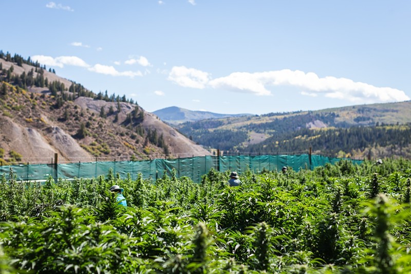 Almost One in Five Colorado Marijuana Growing Licenses in Colorado Were Dropped Last Year