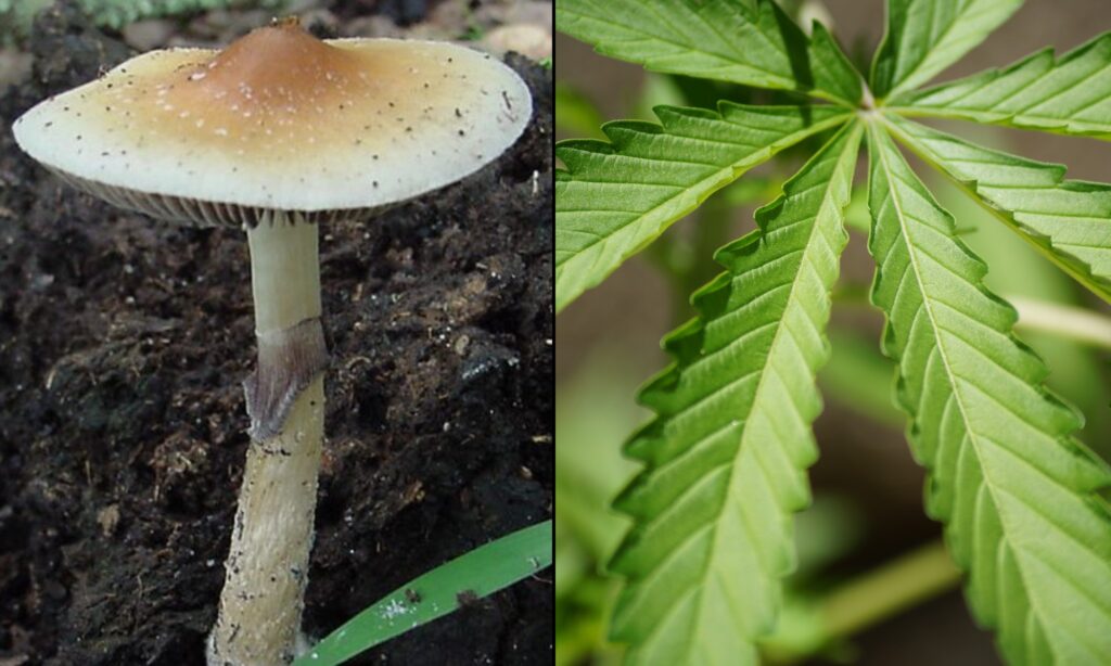 DEA Calls For Increased Production Of Some Psychedelics For Research, As Marijuana Quotas Level Out Ahead Of Scheduling Decision