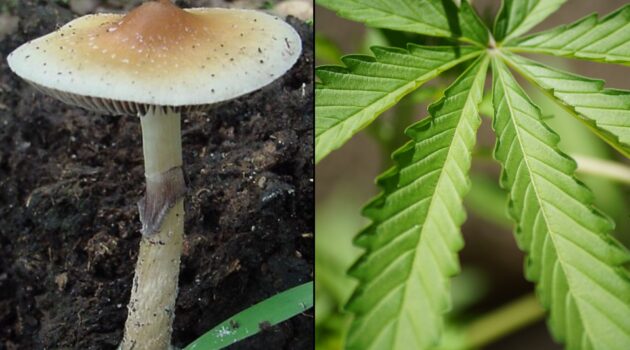 DEA Calls For Increased Production Of Some Psychedelics For Research, As Marijuana Quotas Level Out Ahead Of Scheduling Decision