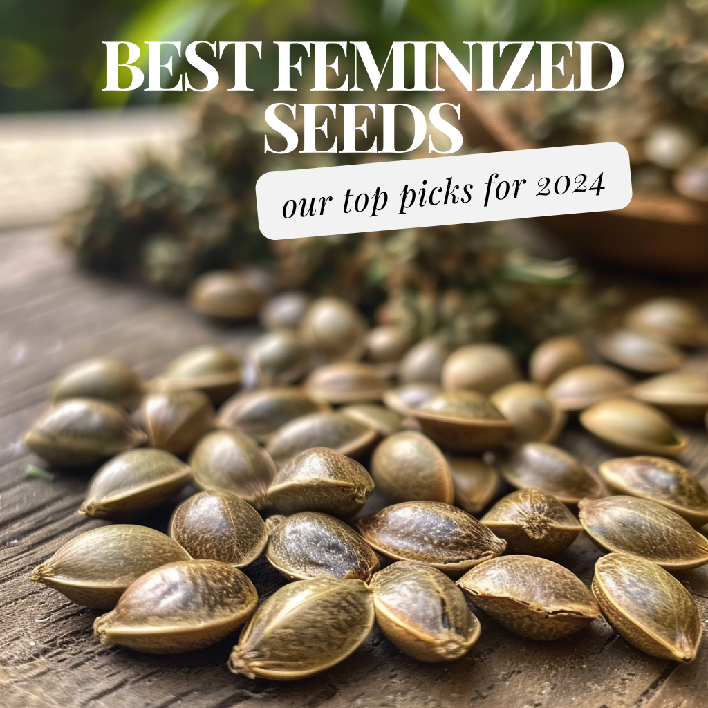 Best Feminized Seeds: Female Weed Seeds to Grow in 2024