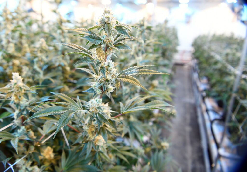 Washington still relying on ‘stopgap’ tracking software for cannabis industry