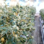 Washington still relying on ‘stopgap’ tracking software for cannabis industry