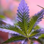 New York Office of Cannabis Management releases three-year study report