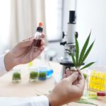 Cannabis Compounds Show ‘Promising Potential As Anti-Cancer Agents’