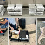 90 Pounds of Cannabis Trafficked into Orlando International Airport Seized