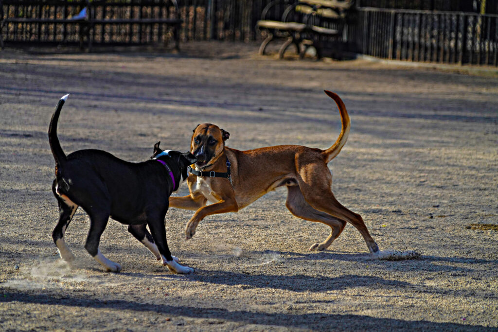 Pothead pets: Veterinarians see uptick in marijuana toxicity in pets as THC use grows in NYC