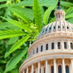 Cannabis “Civil War” Continues As The US Cannabis Counsel Rejects Hemp Applicants To Its Board