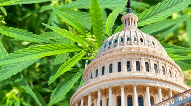 Cannabis “Civil War” Continues As The US Cannabis Counsel Rejects Hemp Applicants To Its Board