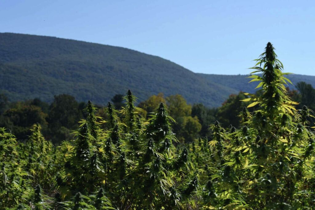 Group for small pot farmers sues N.Y. and warns industry 'at risk of collapse'